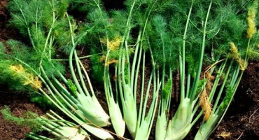 Jak pěstovat kopr a pečovat o něj venku, kolik dní to bude trvat